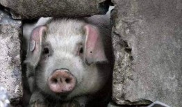 猪食记被爆料视频大全,揭秘视频爆料背后的真实故事